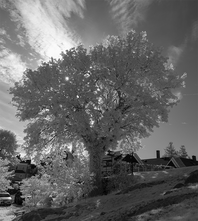Backlit Infrared Photo of a Great Tree.